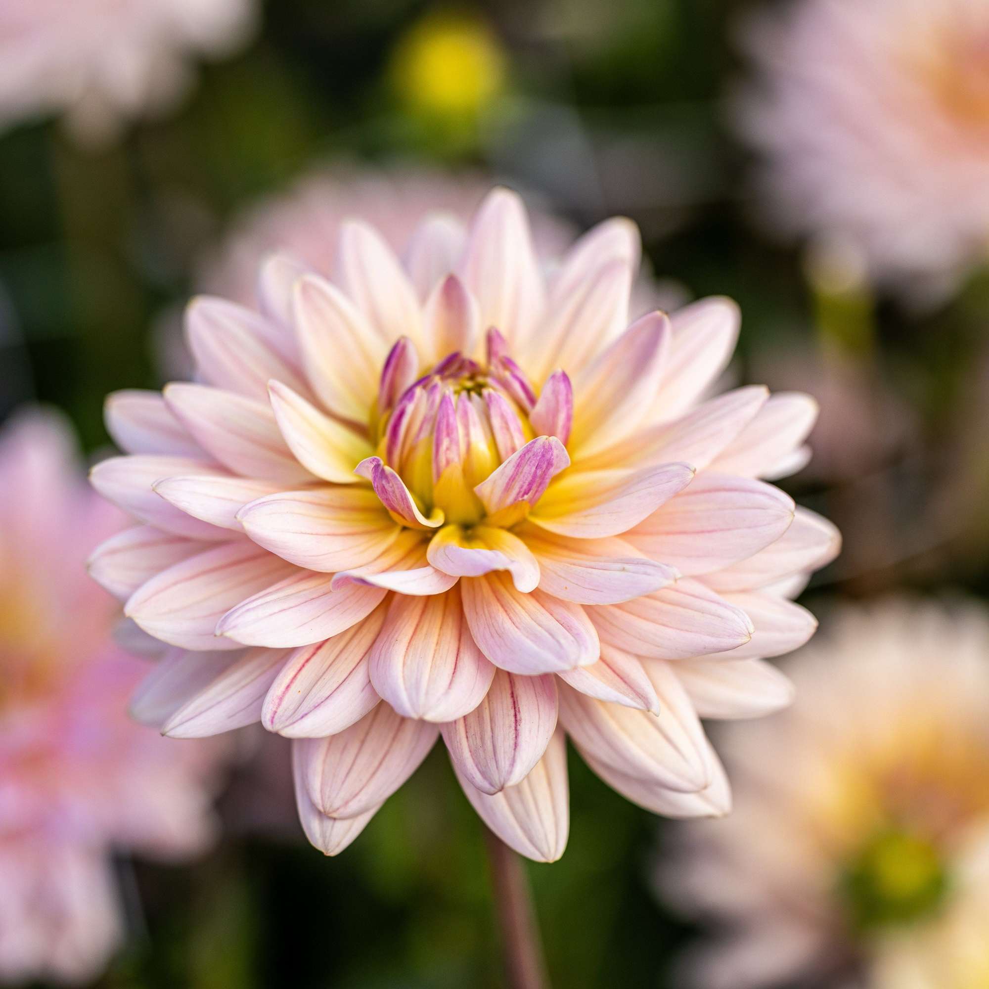 Dahlia 'Pink Magic'